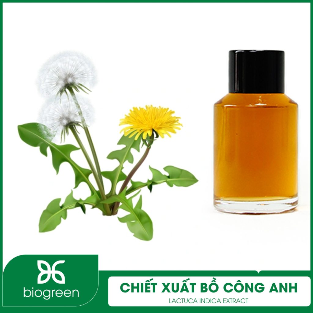 Nguyên liệu chiết xuất bồ công anh ở mỹ phẩm